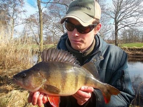 perch fishing|Top 10 Perch Fishing Tips (Improve Your Fishing) .